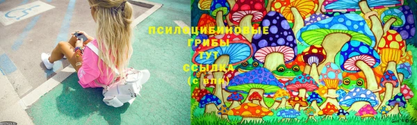 ПСИЛОЦИБИНОВЫЕ ГРИБЫ Новозыбков