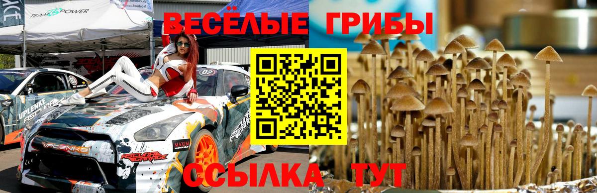 Псилоцибиновые грибы Psilocybine cubensis Бутурлиновка
